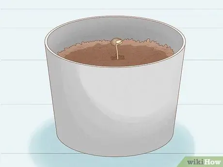 Выращивание королевской гориллы, шаг 9