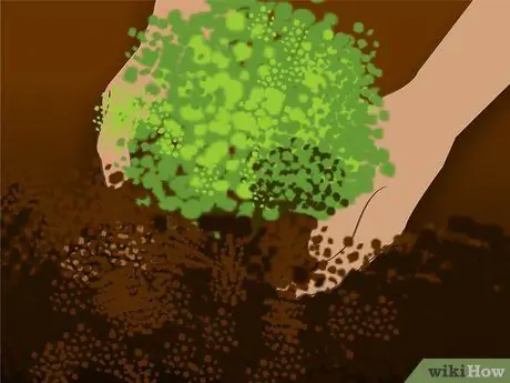 Посадить цветущий миндальный куст. Шаг 3