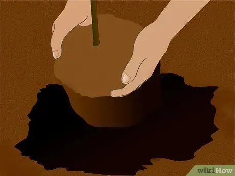 Посадить цветущий миндальный куст. Шаг 4
