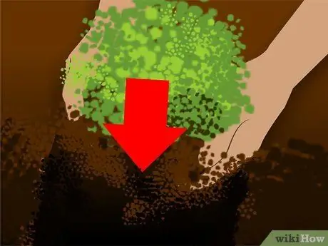 Посадить цветущий миндальный куст Шаг 7