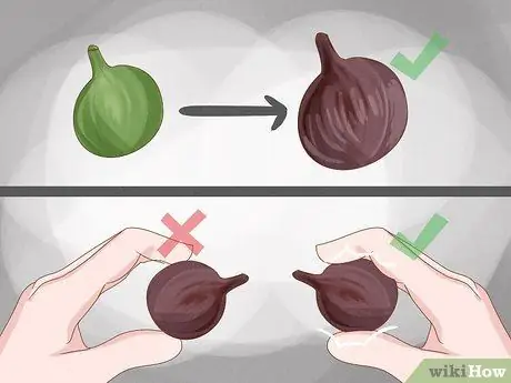 Выращивание инжира в горшках Шаг 15