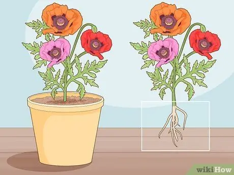 Возьмите корневые черенки, шаг 1