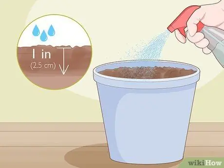 Сделайте корневые черенки Шаг 10