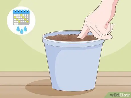 Сделайте корневые черенки Шаг 11