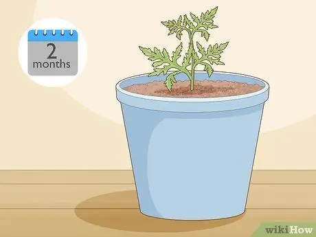 Сделайте корневые черенки Шаг 12