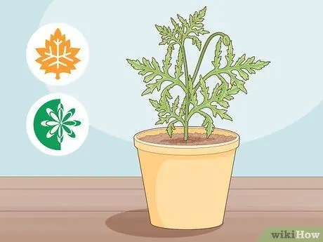 Сделайте корневые черенки, шаг 2