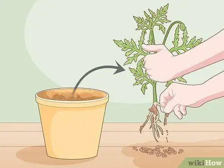 Сделайте корневые черенки, шаг 3