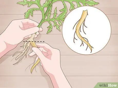 Сделайте корневые черенки, шаг 4
