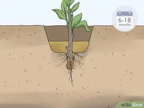 Возьмите черенки твердых пород. Шаг 15