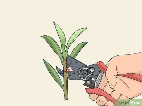 Возьмите черенки твердых пород, шаг 5