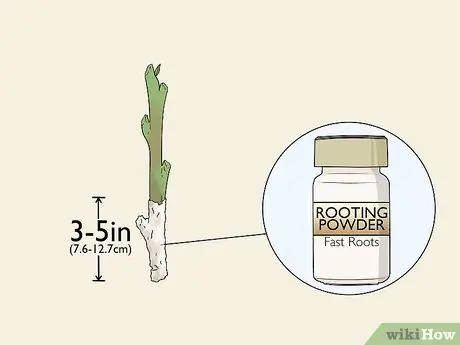 Возьмите черенки твердых пород, шаг 7