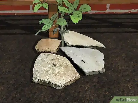 Выращивание Akebia Quinata, шаг 16