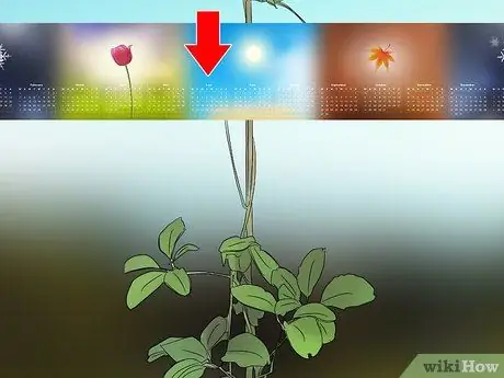 Выращивание Akebia Quinata, шаг 5