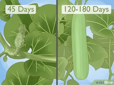 Выращивание тыкв из бутылок Шаг 2