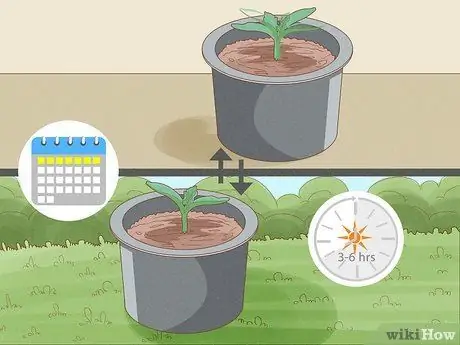 Выращивание тыкв из бутылок Шаг 5