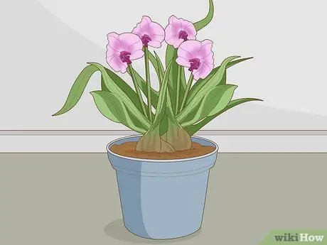 Divide Cymbidium Orchids Шаг 1 Divide Cymbidium Orchids Шаг 1