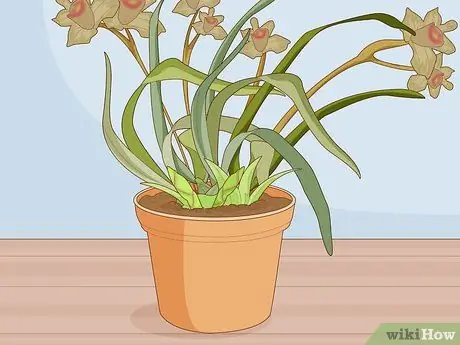 Divide Cymbidium Orchids Шаг 2 Divide Cymbidium Orchids Шаг 2