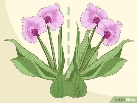 Divide Cymbidium Orchids Шаг 5 Divide Cymbidium Orchids Шаг 5