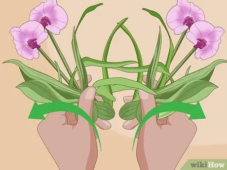 Divide Cymbidium Orchids Шаг 6 Divide Cymbidium Orchids Шаг 6