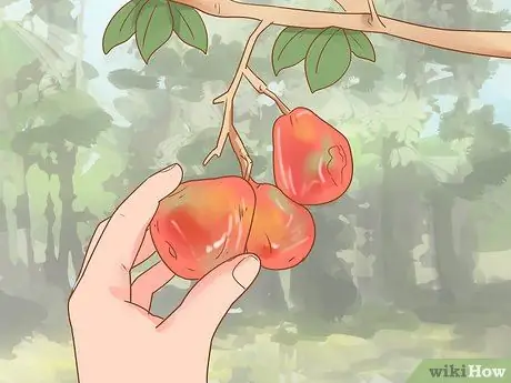 Предотвращение гнездования ос, шаг 5