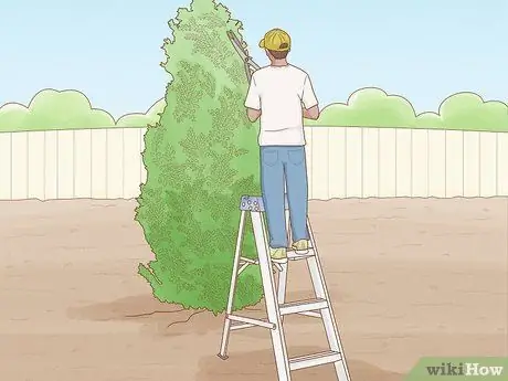 Prune Privet Hedges Step 10