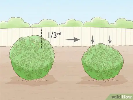 Prune Privet Hedges Step 12