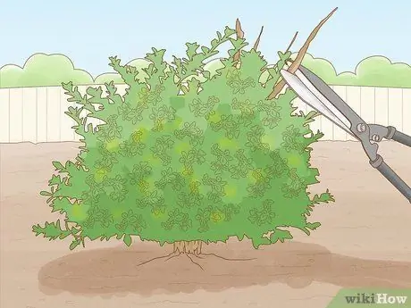 Prune Privet Hedges Step 13