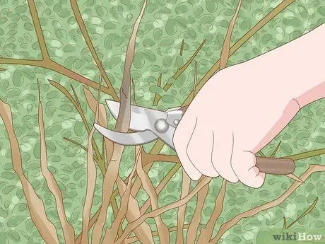 Prune Privet Hedges Step 14