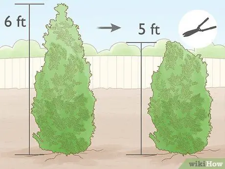 Prune Privet Hedges Step 15