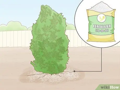 Prune Privet Hedges Step 16