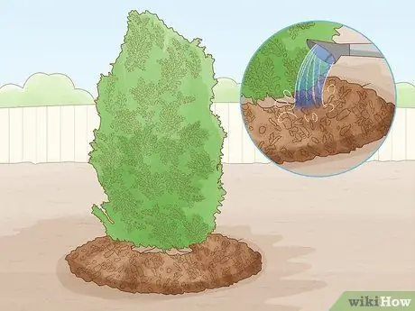 Prune Privet Hedges Step 17