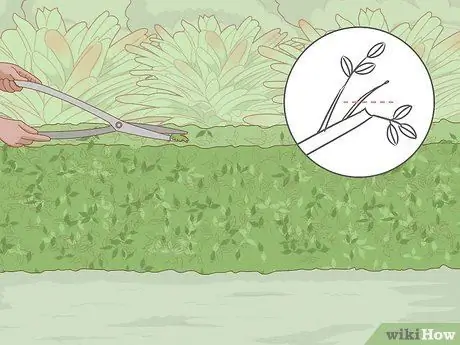 Prune Privet Hedges Step 7