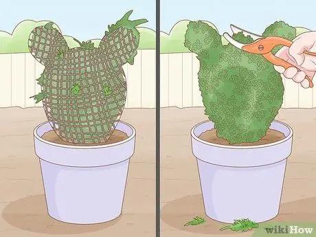 Prune Privet Hedges Step 8