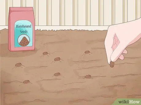 Выращивание борзой, шаг 4 Выращивание борзой, шаг 4