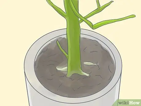Выращивание карандашного дерева (Euphorbia Tirucalli) Шаг 1 Выращивание карандашного дерева (Euphorbia Tirucalli) Шаг 1