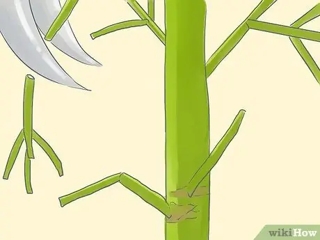Выращивание карандашного дерева (Euphorbia Tirucalli) Шаг 10 Выращивание карандашного дерева (Euphorbia Tirucalli) Шаг 10