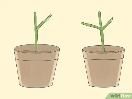 Выращивание карандашного дерева (Euphorbia Tirucalli) Шаг 11 Выращивание карандашного дерева (Euphorbia Tirucalli) Шаг 11