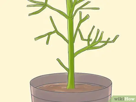 Выращивание карандашного дерева (Euphorbia Tirucalli) Шаг 2 Выращивание карандашного дерева (Euphorbia Tirucalli) Шаг 2