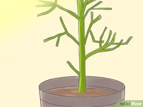 Выращивание карандашного дерева (Euphorbia Tirucalli) Шаг 5 Выращивание карандашного дерева (Euphorbia Tirucalli) Шаг 5