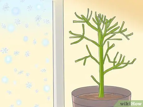Выращивание карандашного дерева (Euphorbia Tirucalli) Шаг 8 Выращивание карандашного дерева (Euphorbia Tirucalli) Шаг 8