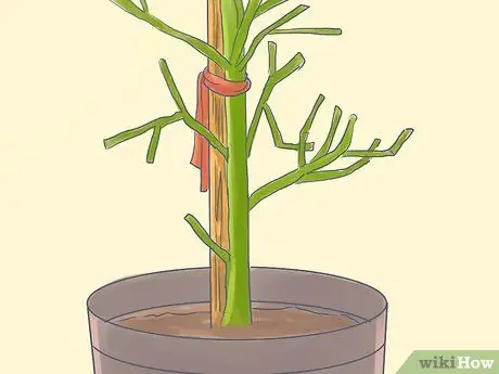 Выращивание карандашного дерева (Euphorbia Tirucalli) Шаг 9 Выращивание карандашного дерева (Euphorbia Tirucalli) Шаг 9
