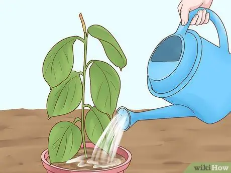 Вырастить каучуковое дерево Шаг 10