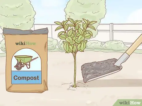 Выращивание рускуса, шаг 4 Выращивание рускуса, шаг 4