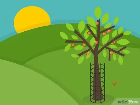 Уход за зрелыми яблонями Шаг 17 Уход за зрелыми яблонями Шаг 17