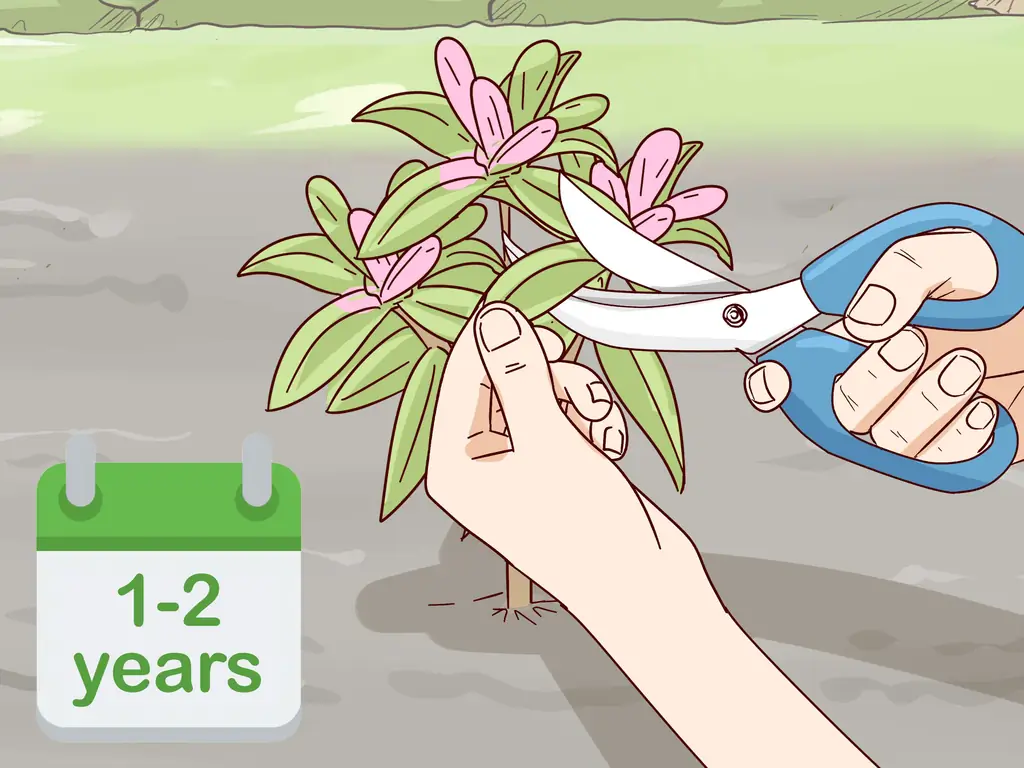 Как вырастить рододендрон: 15 шагов (с иллюстрациями)