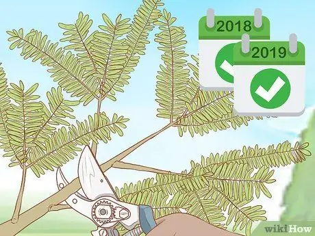 Посадить мескитовое дерево Шаг 17