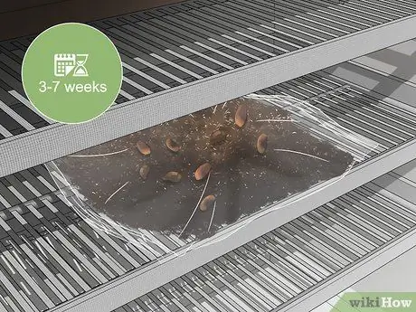 Выращивайте вечнозеленые деревья, шаг 2 Выращивайте вечнозеленые деревья, шаг 2