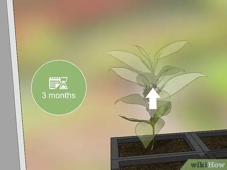 Выращивайте вечнозеленые деревья Шаг 8 Выращивайте вечнозеленые деревья Шаг 8