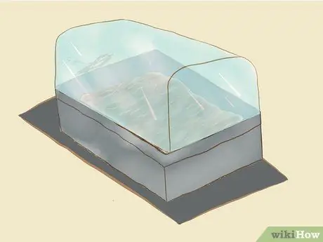 Выращивание секвойи из семян Шаг 10