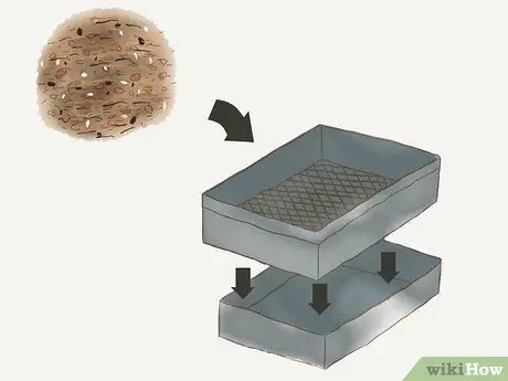 Выращивание секвойи из семян Шаг 3